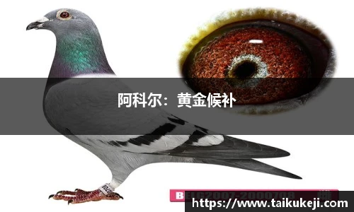 阿科尔：黄金候补